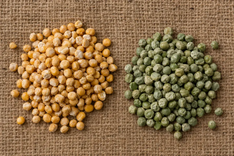 Dried yellow peas and green peas on jute